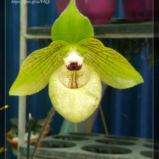 1 cây lan hài Ráp chưa hoa, cây to