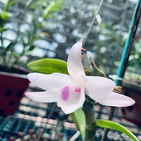 hoa lan giả hạc 5ct HO