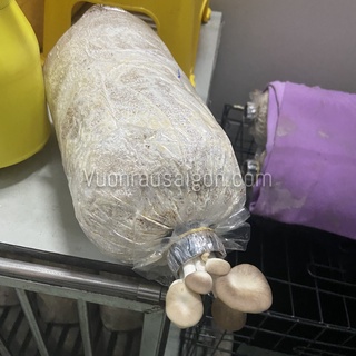 (Combo 05 Túi) Phôi Nấm Bào Ngư Xám