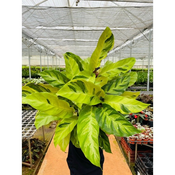 Chậu cứng Calathea Yellow fusion