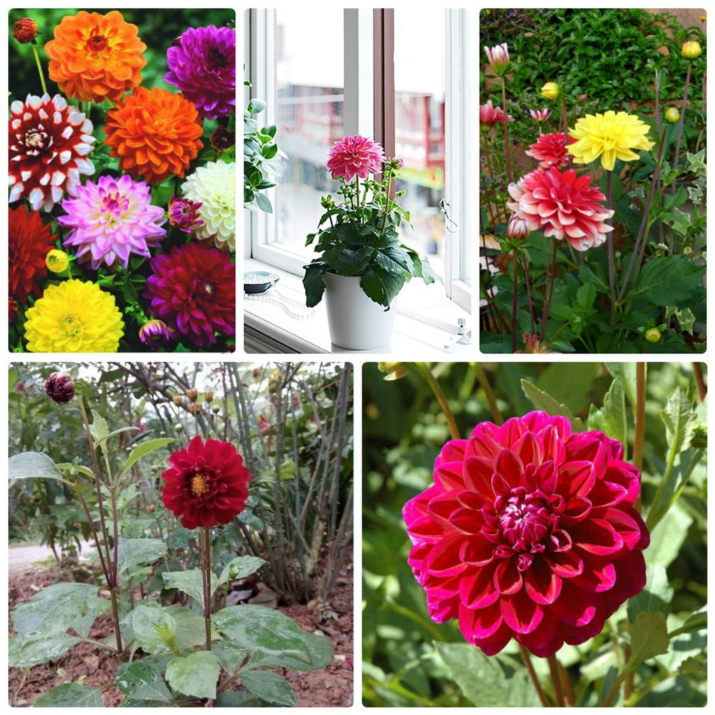 Hạt Giống Hoa Thược Dược Tổ Ong