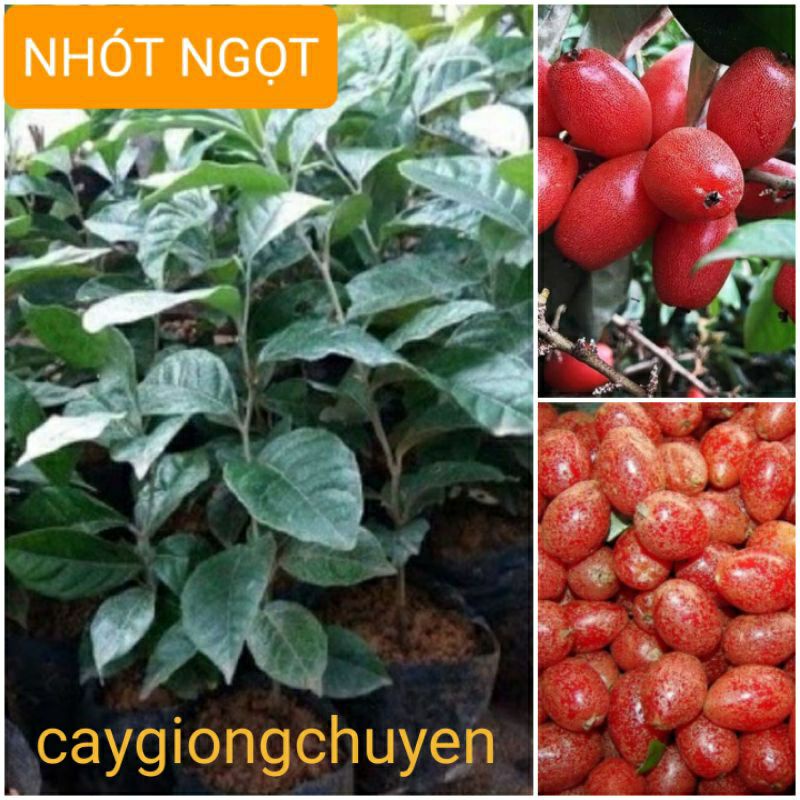 GIỐNG CÂY NHÓT NGỌT