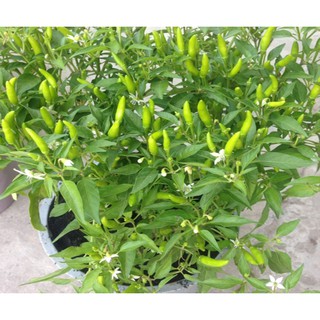 Hạt Giống Ớt Xiêm RĐ 712