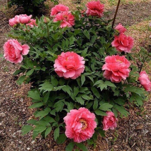 Hạt Giống Hoa Mẫu Đơn Mix Đủ Màu (gói 10 hạt, tặng phân)