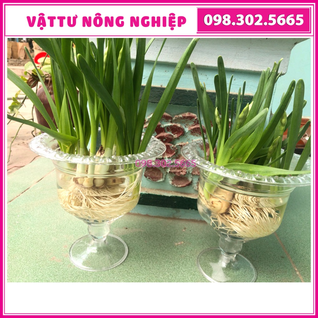 Ly nhựa dưỡng, trồng hoa thủy tiên, trưng phật thủ siêu xinh, cực đẹp và sang trọng