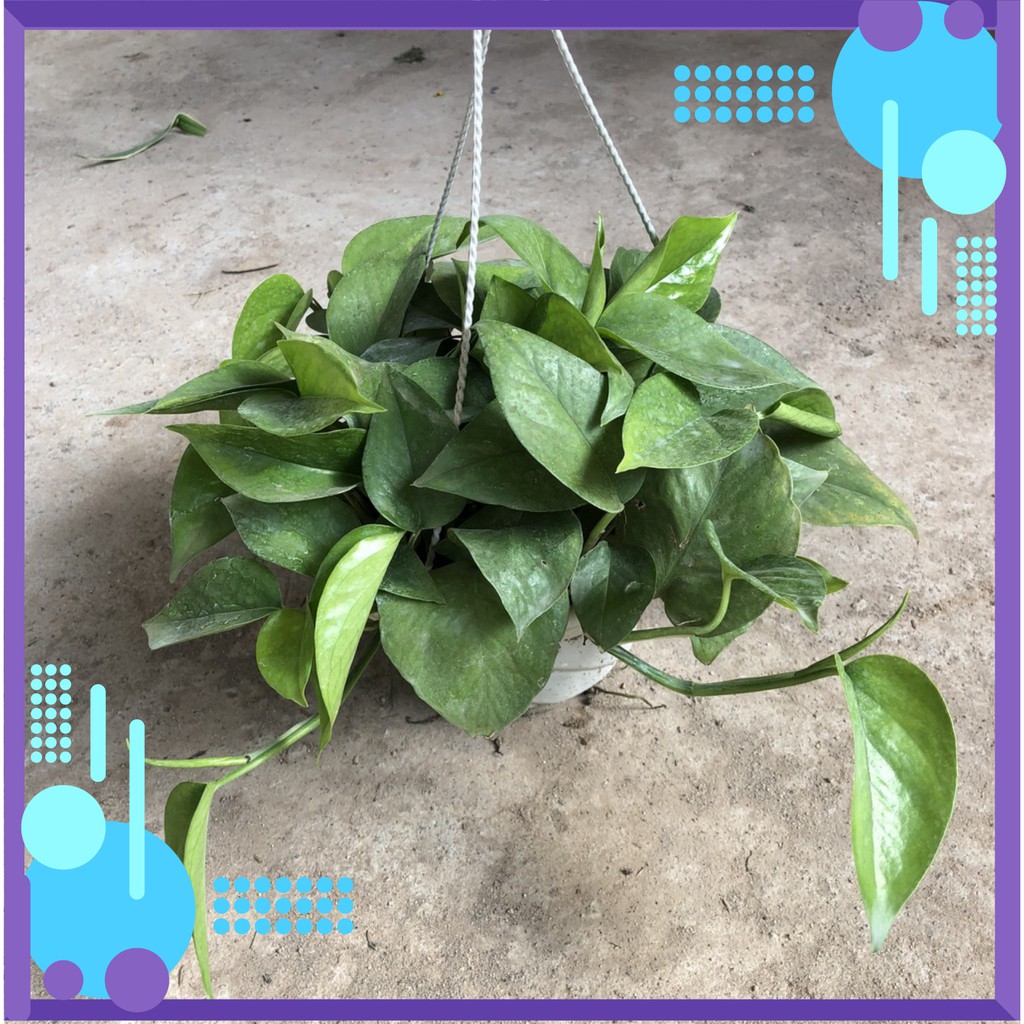 Cây vạn niên thanh trồng chậu lá đẹp đường kính 20-25cm thích hợp làm cây để bàn, cây tr