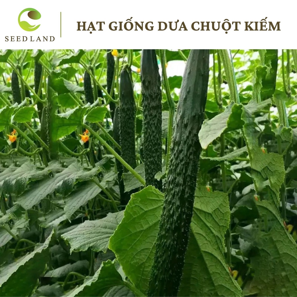 Hạt giống dưa chuột Kiếm Nhật Bản - 10 hạt, quả dài giòn ngọt, đặc ruột Seed Land