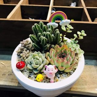 Sen đá - Xương rồng mix tiểu cảnh