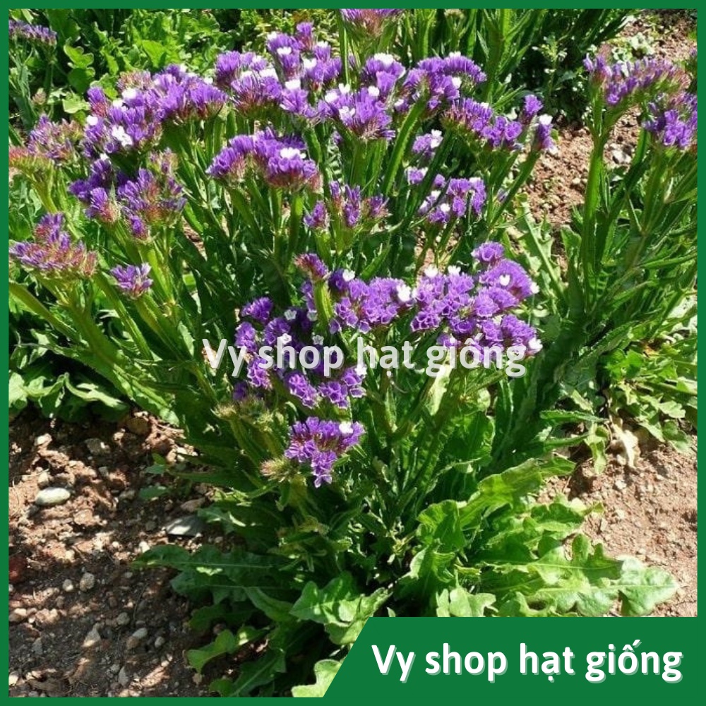 Hạt giống hoa salem Thái Lan gói 100 hạt mix màu