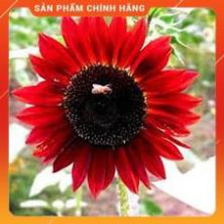 HẠT GIỐNG HOA HƯỚNG DƯƠNG ĐỎ GÓI 30 HẠT.