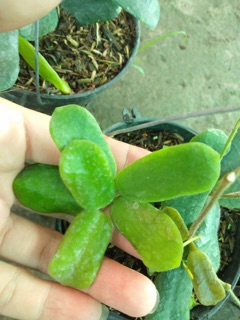 CẨM CÙ LÁ VUÔNG