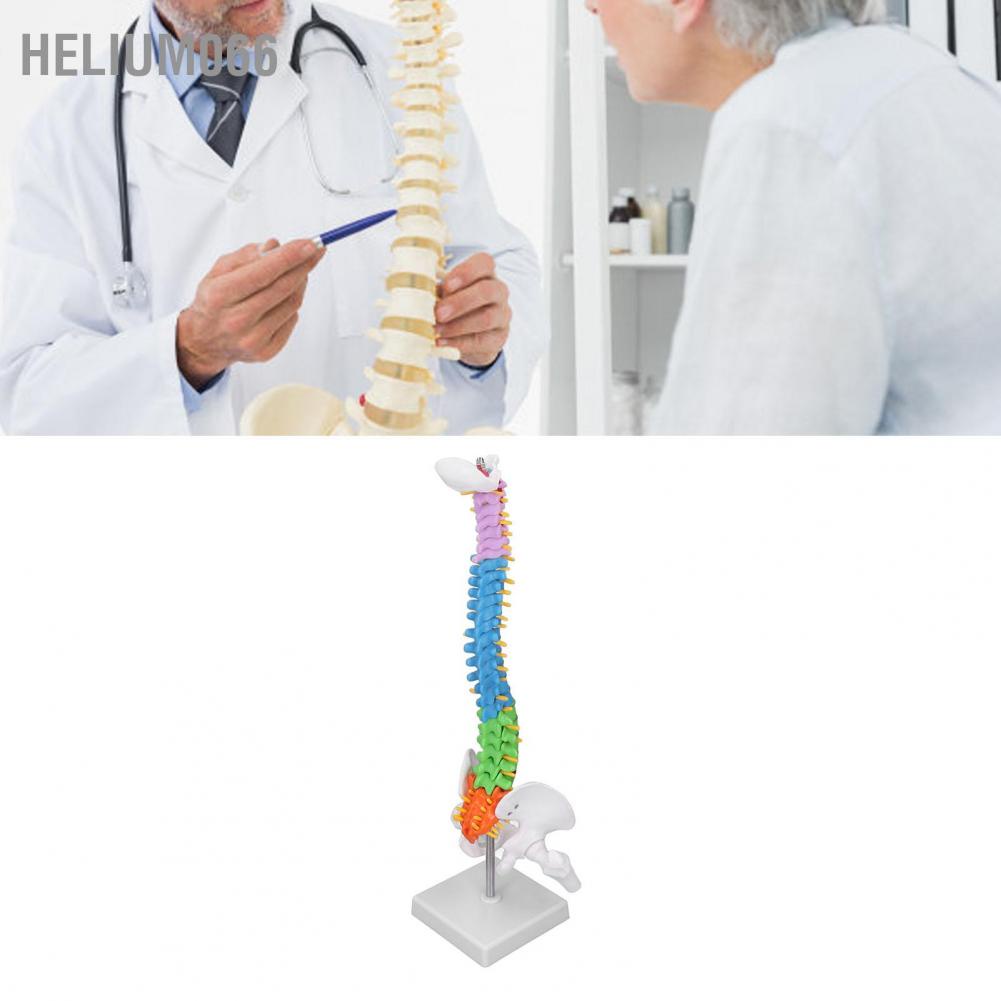 Helium066 Spine Model PVC 45cm Colour Coded Miniature with Thigh Bone Set Kit for Learning Teaching