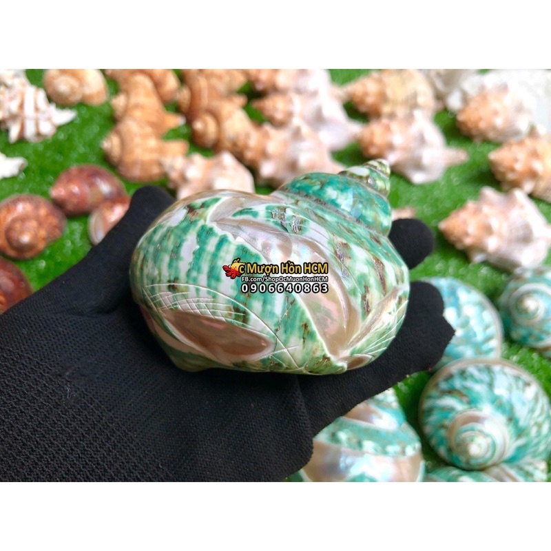 VỎ MÀI ĐIÊU KHẮC Vỏ Ốc Trang Trí - Siêu Đẹp - Giá Rẻ - Vỏ Ốc Mượn Hồn - Vỏ Ốc Biển Tự Nhiên