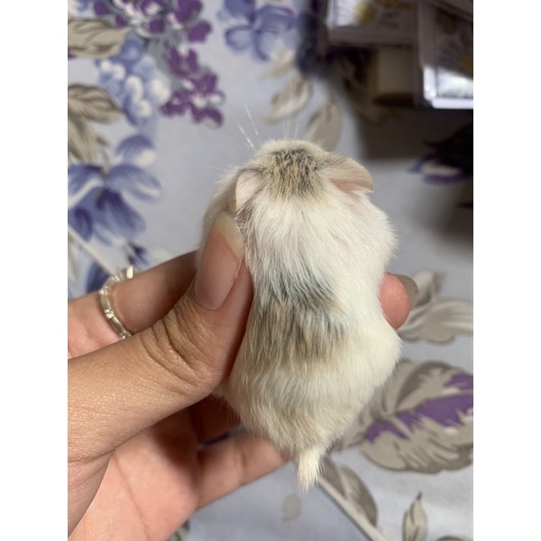 Hamster robo Pale