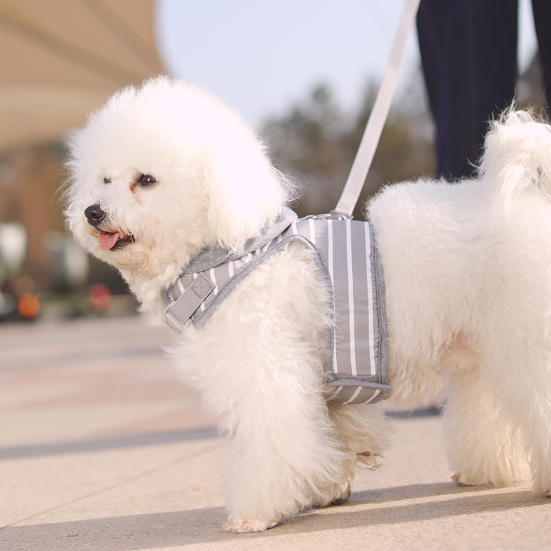 Chó kéo dây đeo hình con chó Teddy gấu Bomi dây thừng con chó Dây Xích vật nuôi bốn mùa