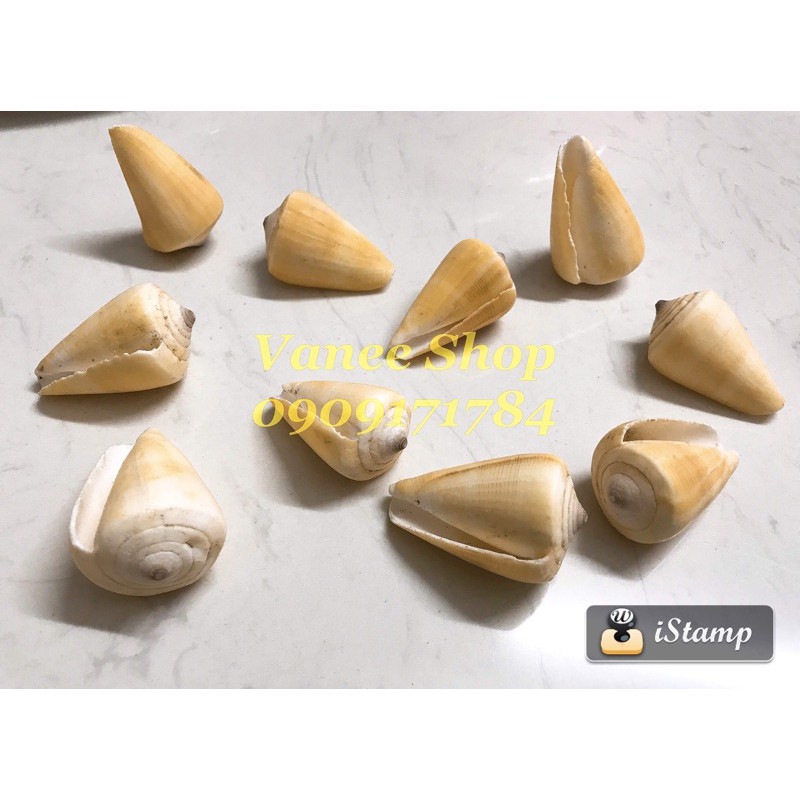 Vỏ ốc cối vàng 100gr