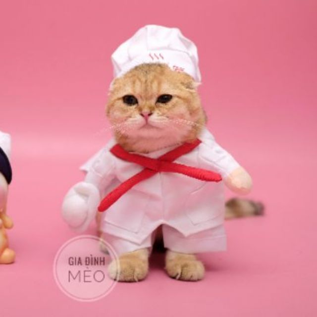 Áo chó mèo cosplay đầu bếp A60