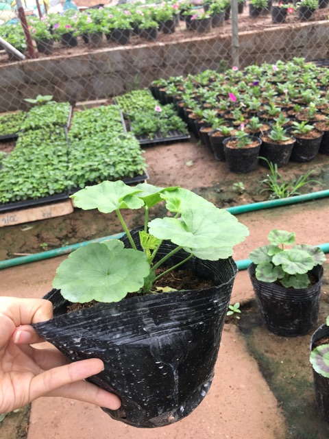 Cây Phong Lữ Đứng - Tiệm Cây Mầm Non