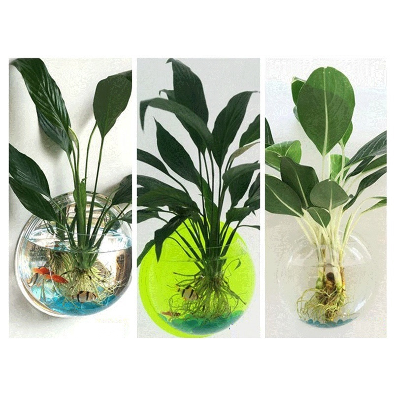 Bể Cá Treo Tường Bằng Acrylic Kiểu Dáng Mới Dùng Trang Trí Nhà Cửa