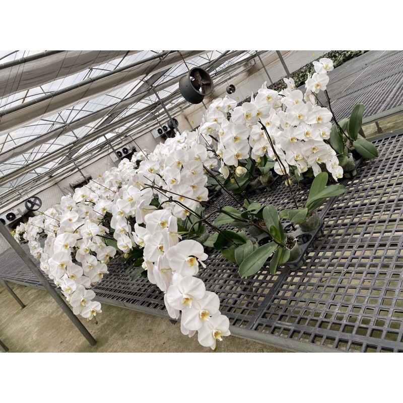 xả lô hồ điệp hoa đại cây đại | BigBuy360 - bigbuy360.vn