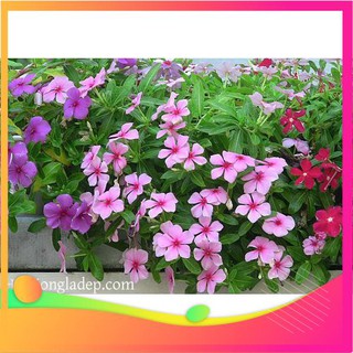 Hạt giống hoa dừa cạn rủ mix - 30 hạt vietgar
