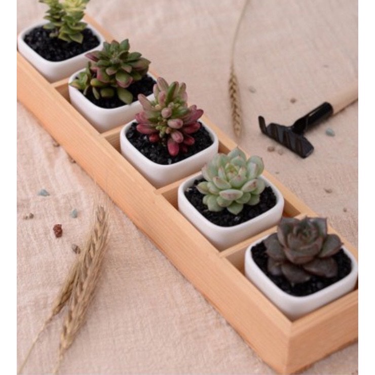 Kệ gỗ trang trí bàn làm việc, chậu trồng cây cảnh decor giá rẻ