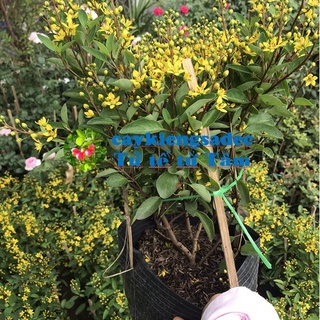 caykiengsadec Cây kim đồng  vàng + Tặng Phân Bón-hoa kiểng lá-trang trí nội thất cảnh quan sân vườn ngoài trời