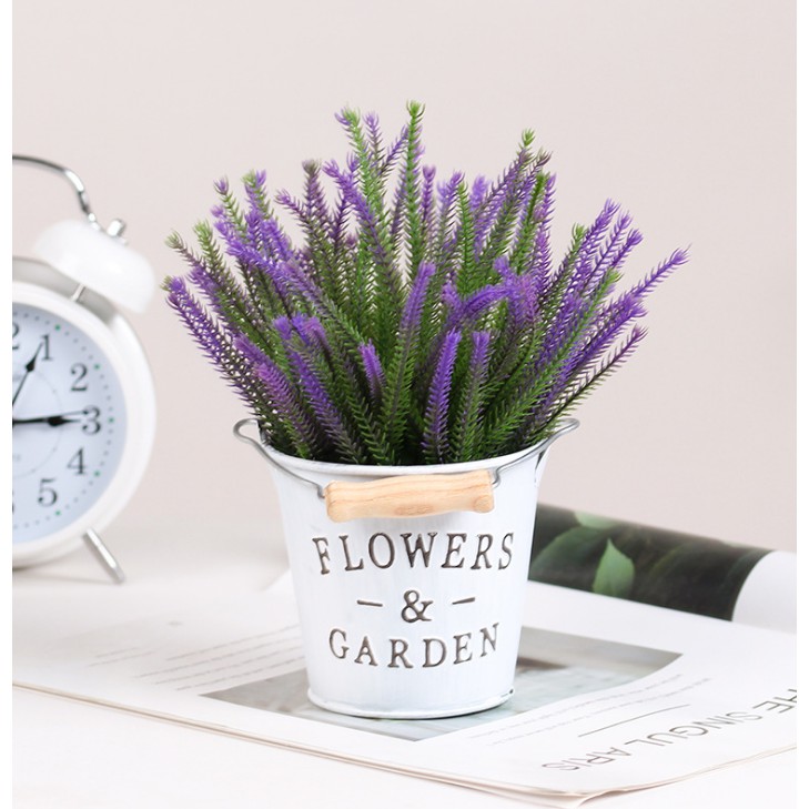 Xô thiếc và cỏ nhánh nhọn, hoa giả