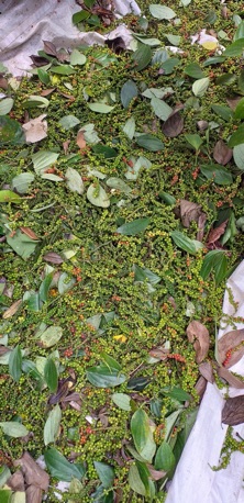 Tiêu hạt loại 1 - 1kg
