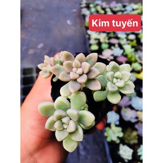 Sen đá KIM TUYẾN (size bầu)