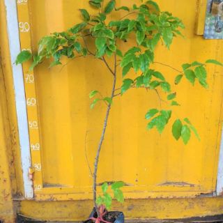 Cây hồng quân ...8 tháng cây cho trái