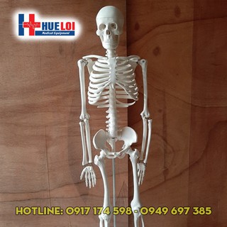 Mô hình giải phẫu hệ xương người 85cm