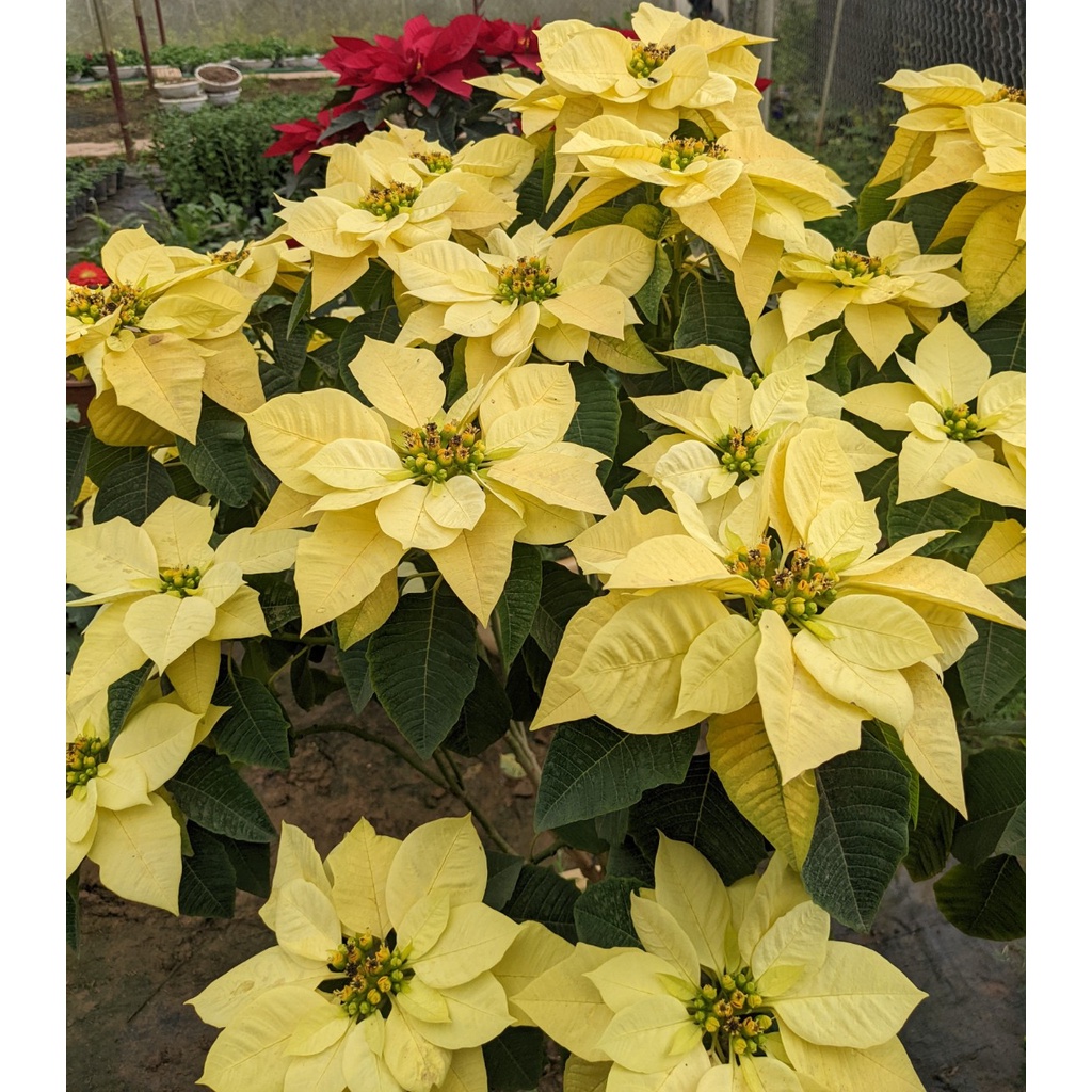 Phân Siêu Dưỡng Đạm Magie tăng xanh dày lá, bóng sáng lá, dưỡng Rau Ăn Lá, Măng Tây, rau thơm gói 100g