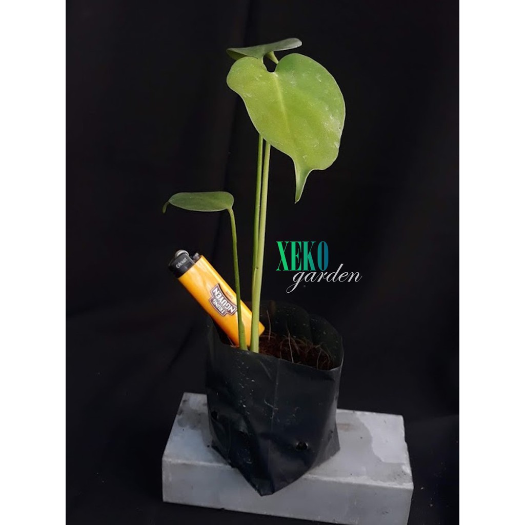 CÂY GIỐNG TRẦU BÀ NAM MỸ - MONSTERA DELICIOSA