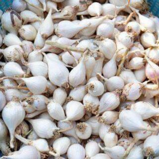 Tỏi 3 tép Lý Sơn 1.5 kg