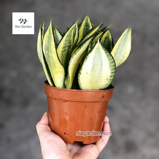 Cây lưỡi hổ vàng, lưỡi hổ búp sen (Golden Hahnii)