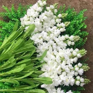 hoa phi yến lụa