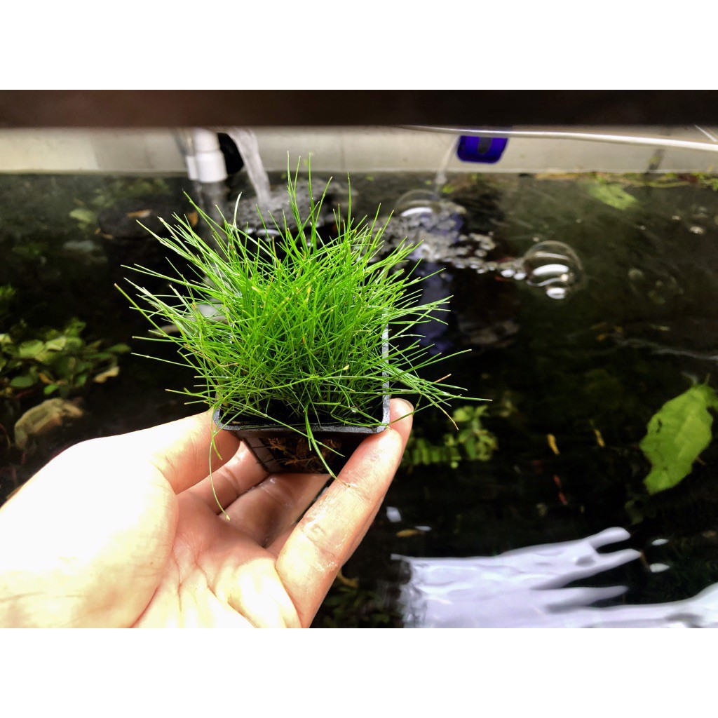 Cây Cỏ Ngưu mao chiên