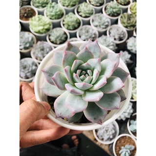 sen đá blue bird- chim xanh (chậu lớn-đã thuần)