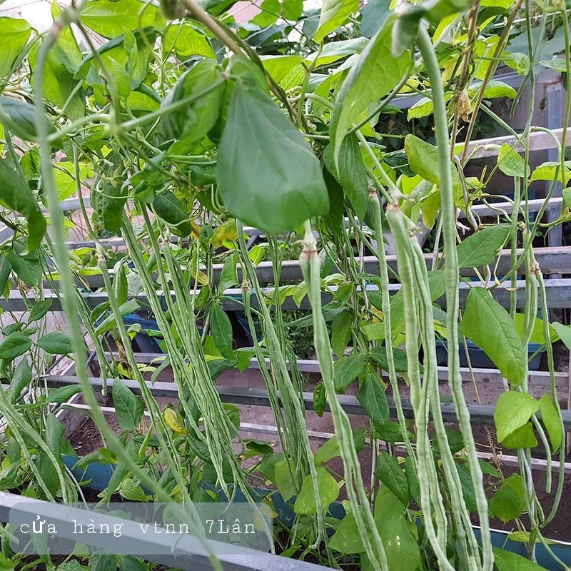 hạt giống đậu đũa 50gr