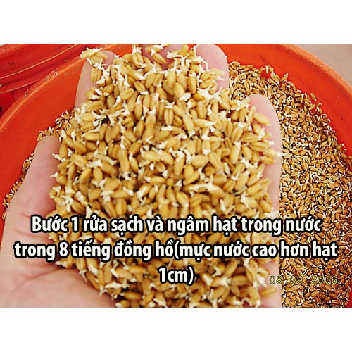 1kg hạt giống cỏ lúa mì cho Thỏ-Bọ-Chó-Mèo