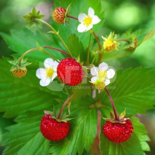 20h hạt giống dâu tây rừng wild mini