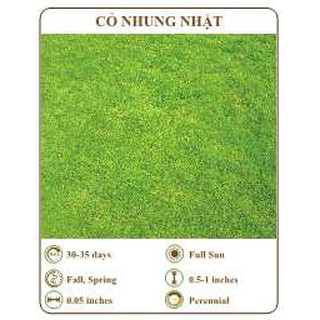 Hạt giống cỏ nhung nhật - THE XANH