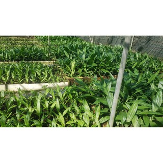 1 khóm địa lan hạc đỉnh nâu