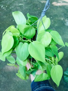 TRẦU BÀ TIM VÀNG GÁO DỪA