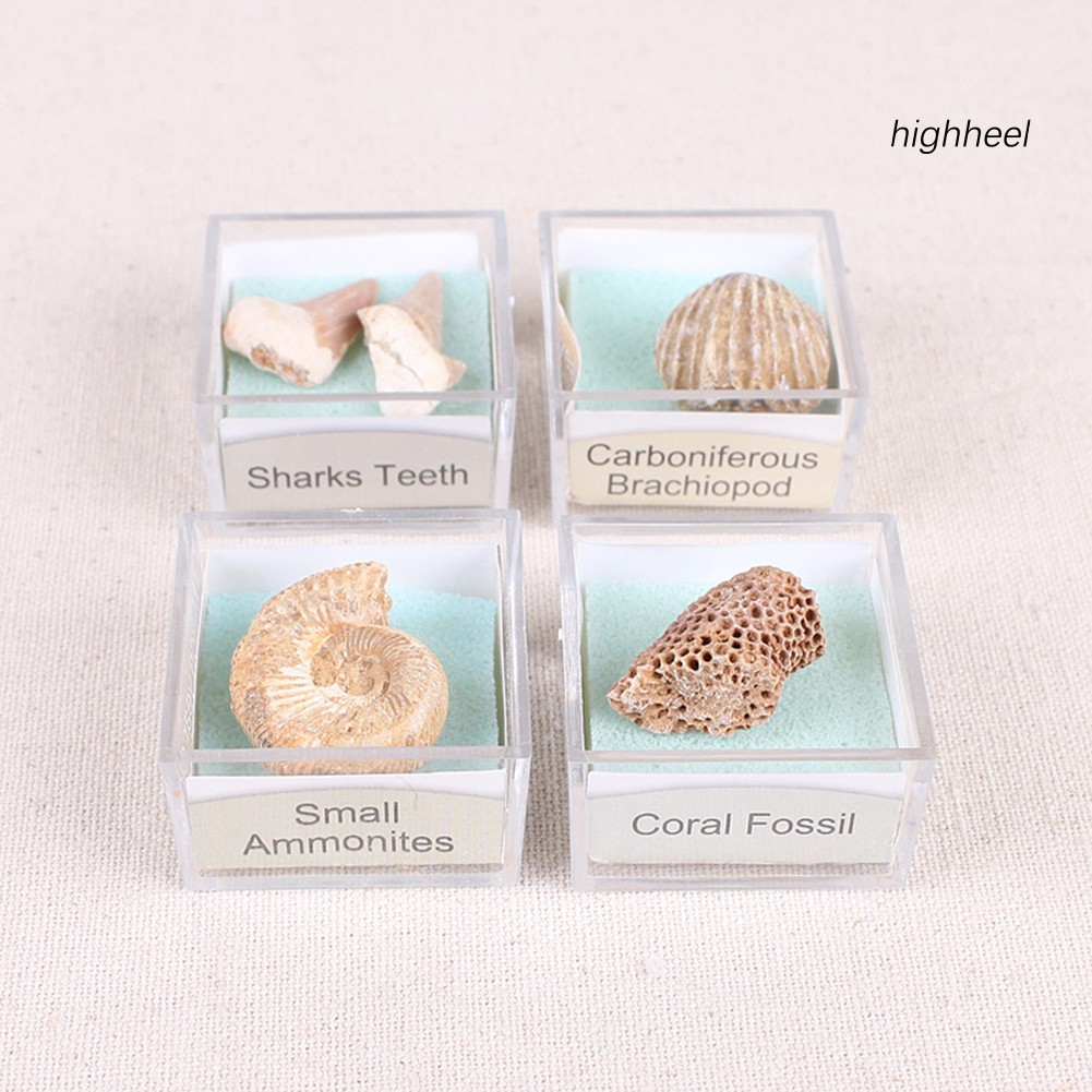 Đá hóa thạch ammonite nhiều hình dạng cho sưu tầm