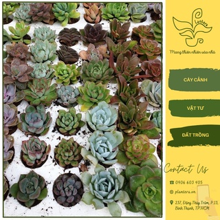 Sen đá size vỉ - ngẫu nhiên size <6cm - cây cảnh - sen đá - chưa trồng