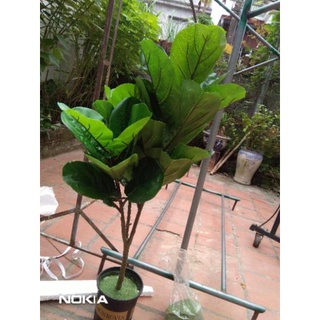 Cây bàng singapo giả cảnh Cao 1met.