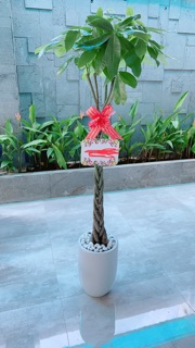 Chậu Cây Kim Ngân Thắt Bính Cao