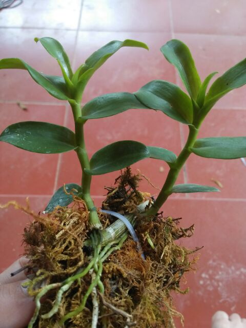 Kie phi điệp phú thọ